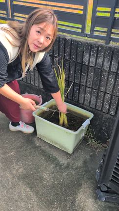 すくすく育った稲をの記事動画