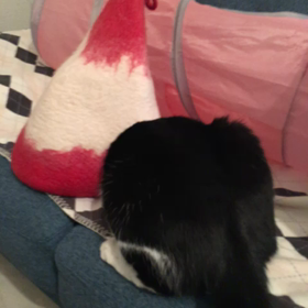 猫詰まりの画像