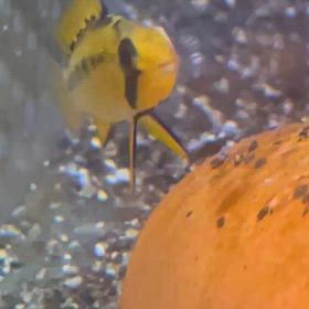 趣味、アピスト飼育ですが、何か？の画像