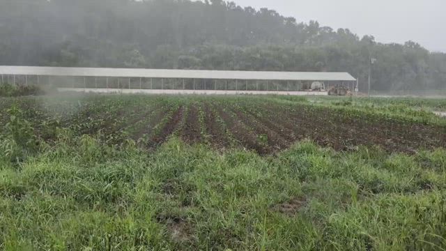 待望の雨の記事動画
