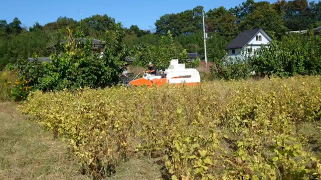 荏胡麻の収穫の記事動画