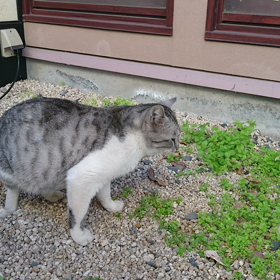 猫さんの画像
