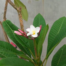 元気がいい北風 寒の画像