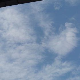 ☀晴れたハレオの画像