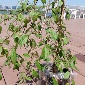 今日まで太陽の画像