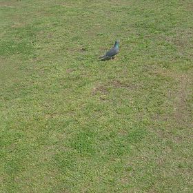 もう初夏ですか？の画像