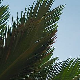夏夏男の画像