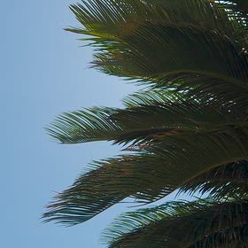 初夏の香りの画像