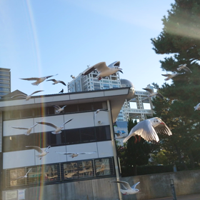 カモメとお台場の画像