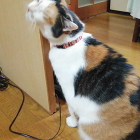 スリスリ(*^^*)の画像