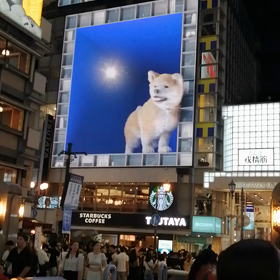 難波に秋田犬(@_@)の画像