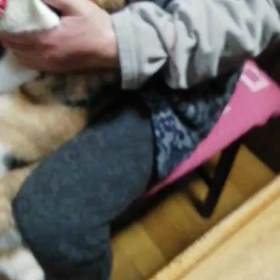 首輪の付け替え(*^^*)の画像