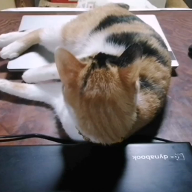 優雅な時間(^O^)の画像