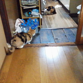 ミミィちゃん(*^^*)の画像