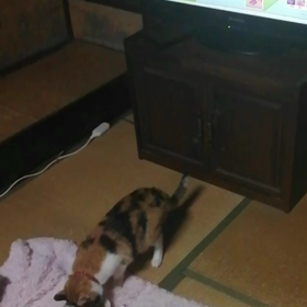 お食事(*^^*)の画像