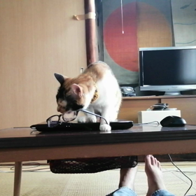 メガネが (@_@)の画像