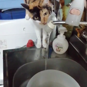 ミミィちゃん ゴクゴクの画像