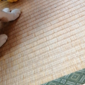 噛み噛みの画像