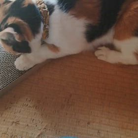 マタタビ(@_@)の画像