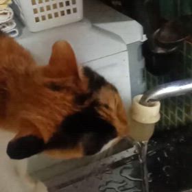 ゴクゴク(*^^*)の画像
