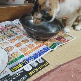 ゴクゴクの画像