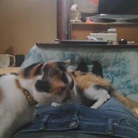 フミフミ(^o^)の画像