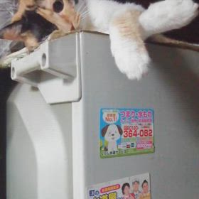 連打(@_@)の画像
