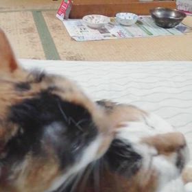 ペロペロ(^o^)の画像