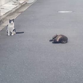 ゴロゴロリンの画像