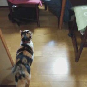 ご主人様の画像
