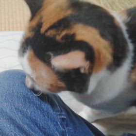 ミケ子さん(*^^*)の画像