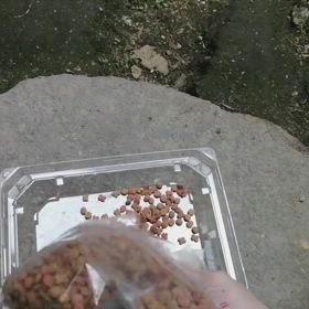 クロさんの画像