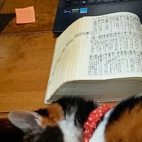 ミケちゃん お勉強？ (@_@)の画像