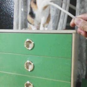 ミミィちゃんと遊ぼうの画像