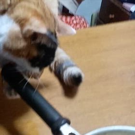カミカミの画像