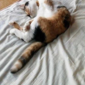 フリフリ(*^^*)の画像