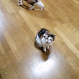 コロリン(*^^*)の画像