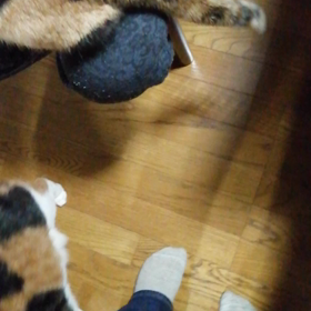 ふりふり(*^^*)の画像