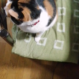 ミケちゃんおねだりの画像