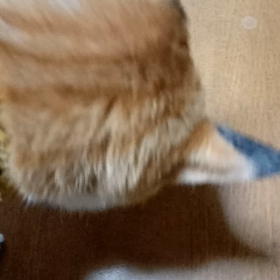 バキバキ(*_*)の画像