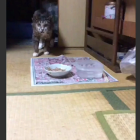 シロさん(@_@)の画像