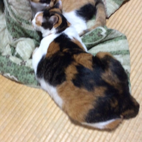 ペロリン^_^の画像