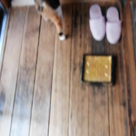 ミケちゃん 神経質(-_-)の画像