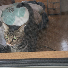 ねこのドアの画像