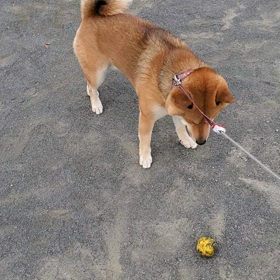 今朝は大漁❗の画像