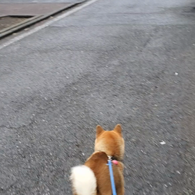 復活？の画像