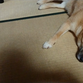 今日は暑かった(  ･᷄д･᷅ ）の画像