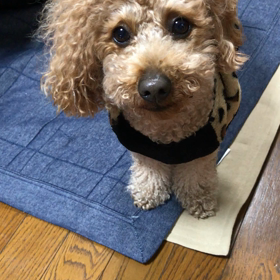 完オフとモコの画像