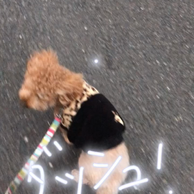 ダッシュ！の画像