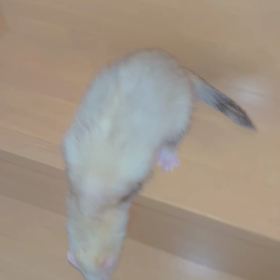 階段下りれるようになりましたの画像